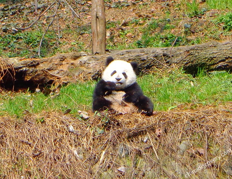Bifengxia Panda Base - Panda Kindergarten