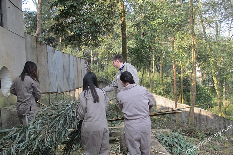 Bifengxia Panda Volunteer - Panda Volunteer