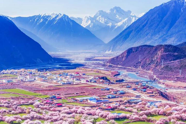 Tibet Nyingchi Peach Blossom in April