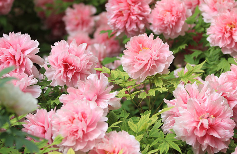 Beautiful Peonies in Spring China in April