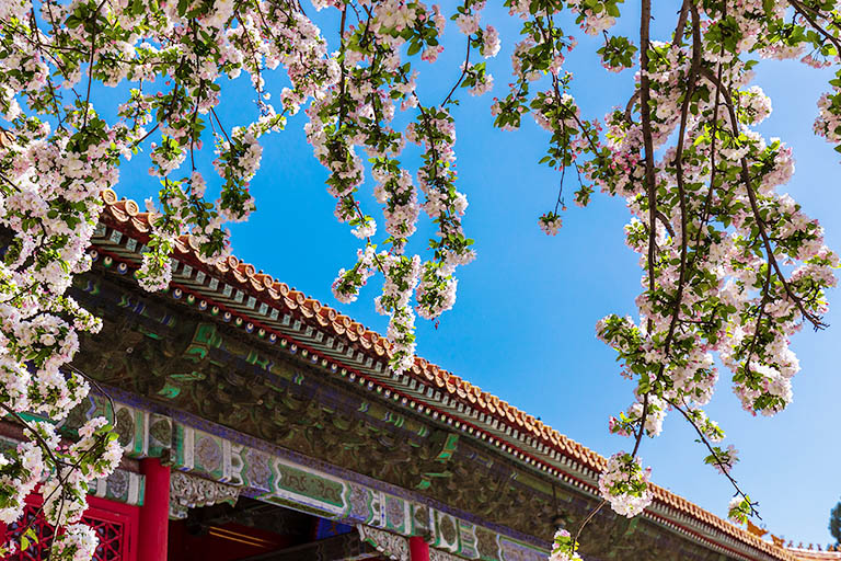 Best Destinations to Visit in China in Spring