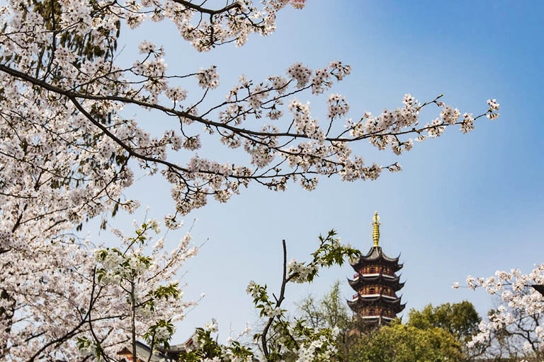 Best Destinations to Visit in China in Spring