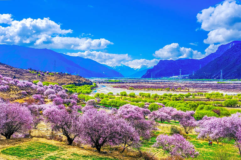 Tibet Nyingchi Peach Blossom in Spring