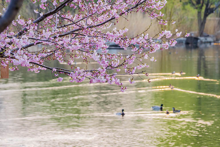 Best Destinations to Visit in China in Spring