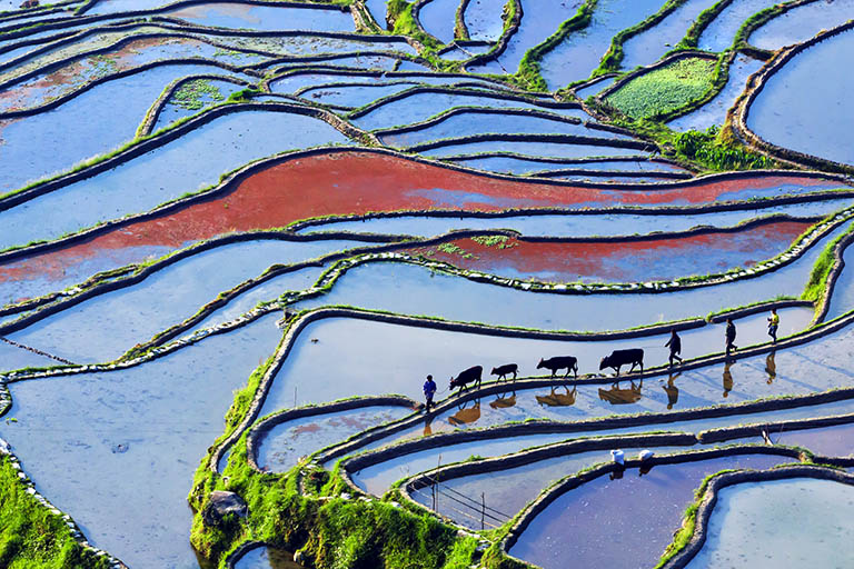 Guizhou Rice Terraces in Spring