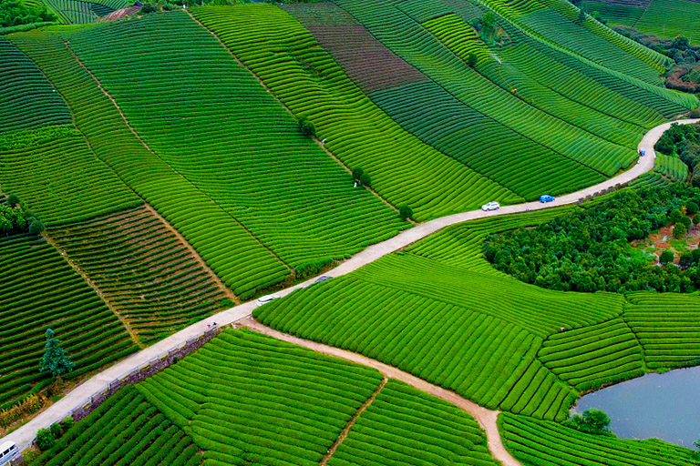 Tea Plantation in Hangzhou China in March