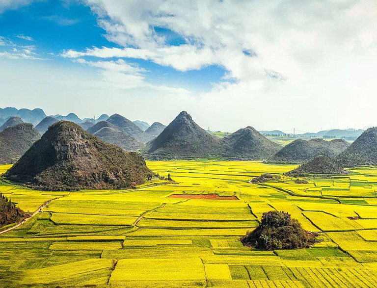 Gloden Sea of Rapeseed Flowers in Luoping China in March