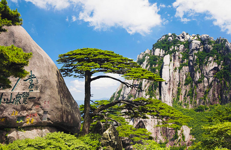 Guest-Greeting Pine of Huangshan China in May