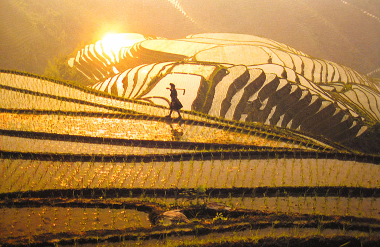 Longsheng Rice Terrace at Dawn China in May
