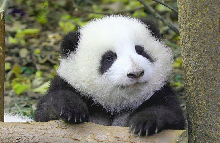 Adorable Panda Baby at Chengdu Panda Base China in May