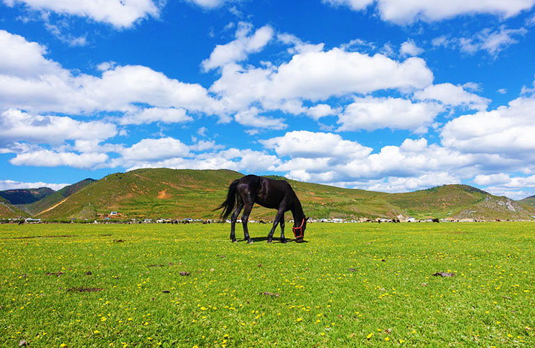 Peaceful Grassland in Spring China in May