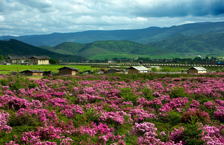 Sea of Azalea Flowers in May China in May