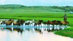 Catch the best emerald color in summer (Hulunbuir / Erguna / Manzhouli / Hulunbuir
）