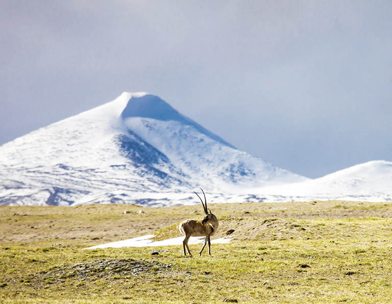 Plateau Elf - Tibetan Antelopes in Hoh Xil Nature Reserve
