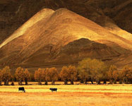 Autumn in Tibet