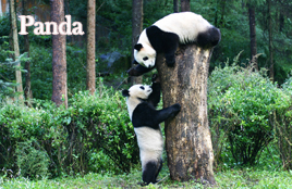 China Panda Tour