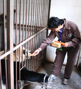 Dujiangyan Panda Volunteer