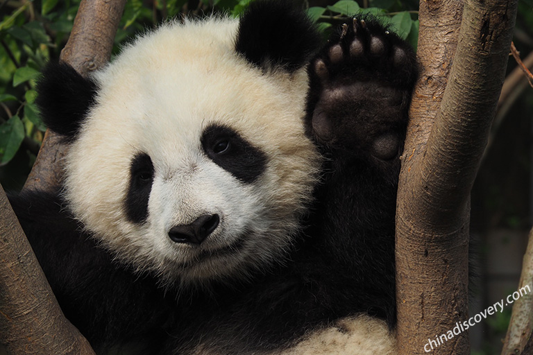 Chengdu Panda Base