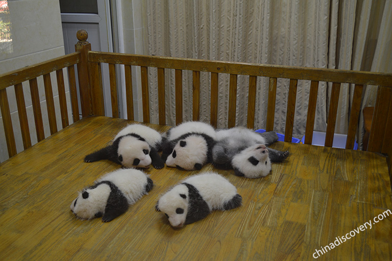 Visit Chengdu Panda Base to See Pandas