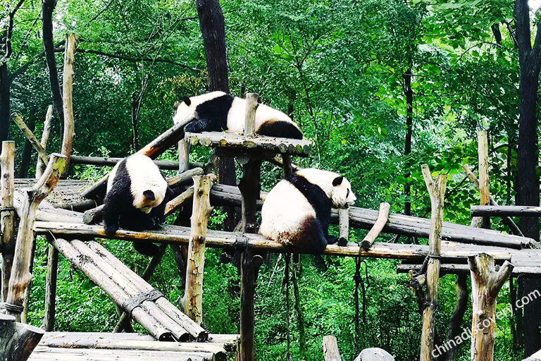 Visit Giant Pandas at Chengdu Panda Base