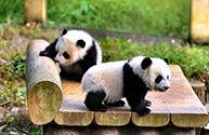 Chongqing Zoo