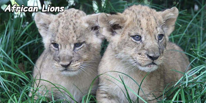 African Lions