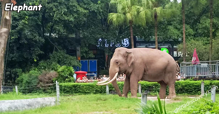 Elephant in Chongqing Zoo