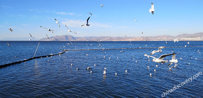 Erhai Lake