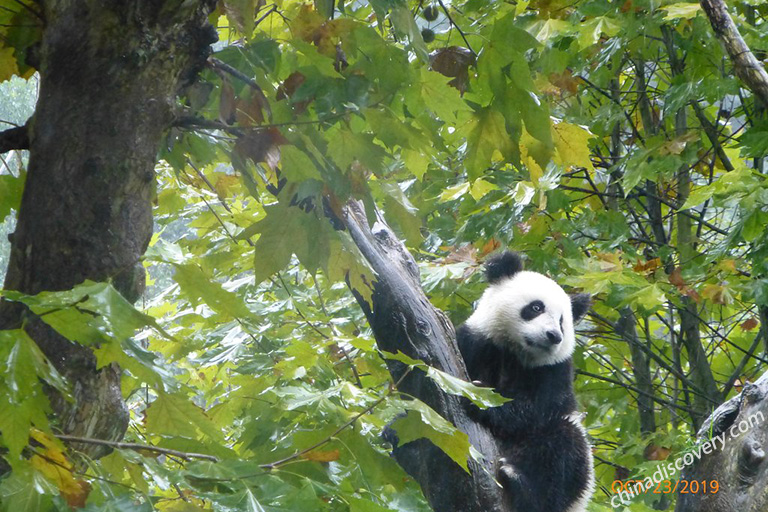 Dujiangyan Panda Base