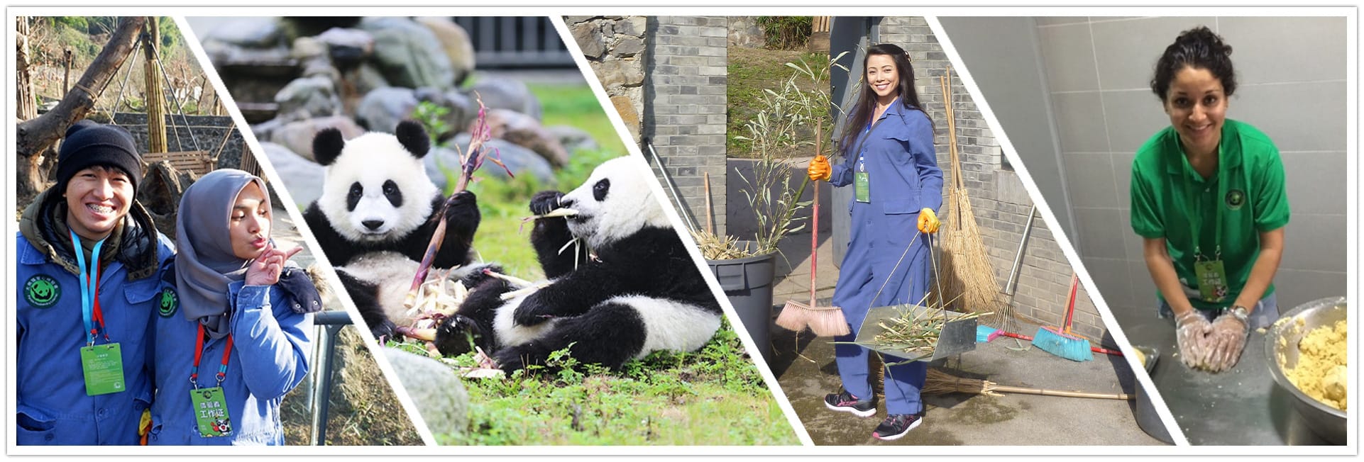 Dujiangyan Panda Volunteer Program
