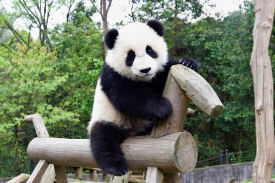 Giant Pandas in Chengdu Giant Pandas in Chengdu