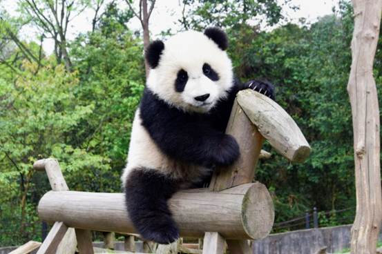 Giant Panda in Dujiangyan Panda Base