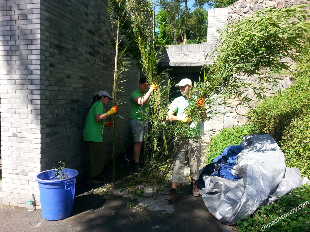 Dujiangyan Panda Base Volunteer Programs Honorable Keeper