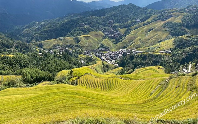 Jinkeng Rice Terraces