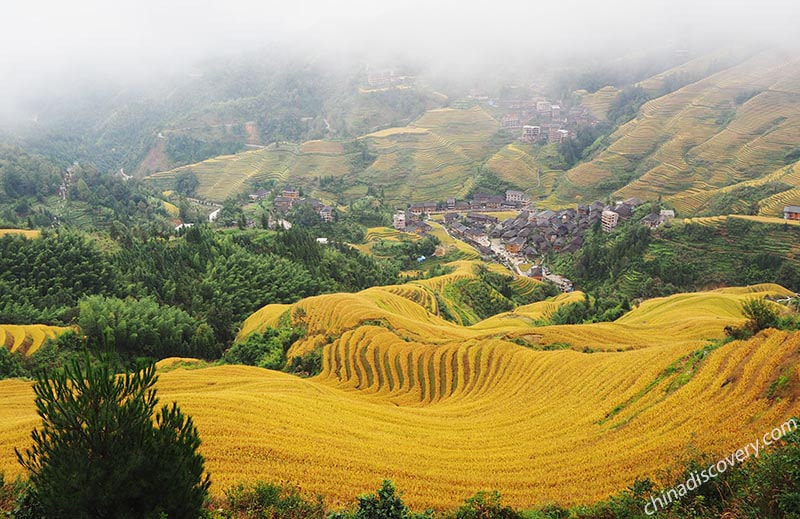 Longji Rice Terraces