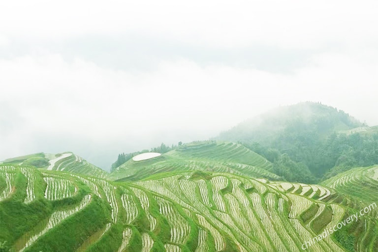 Jinkeng Rice Terraces