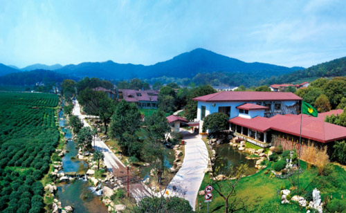 China National Tea Museum - Tea Plantation