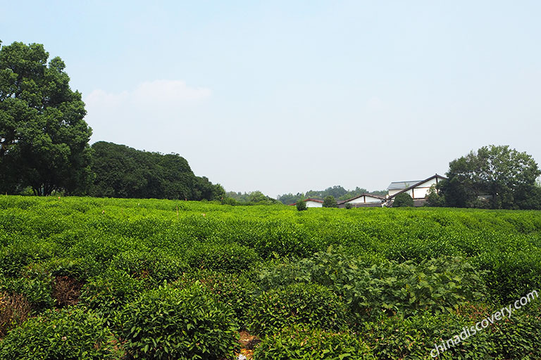 China National Tea Museum