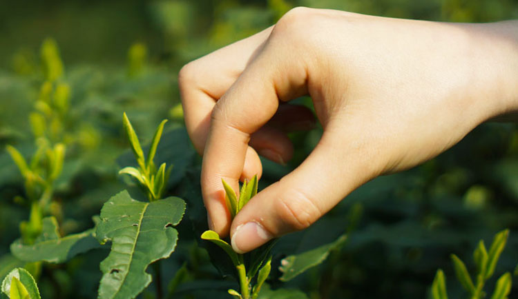 China National Tea Museum - Tea Plucking