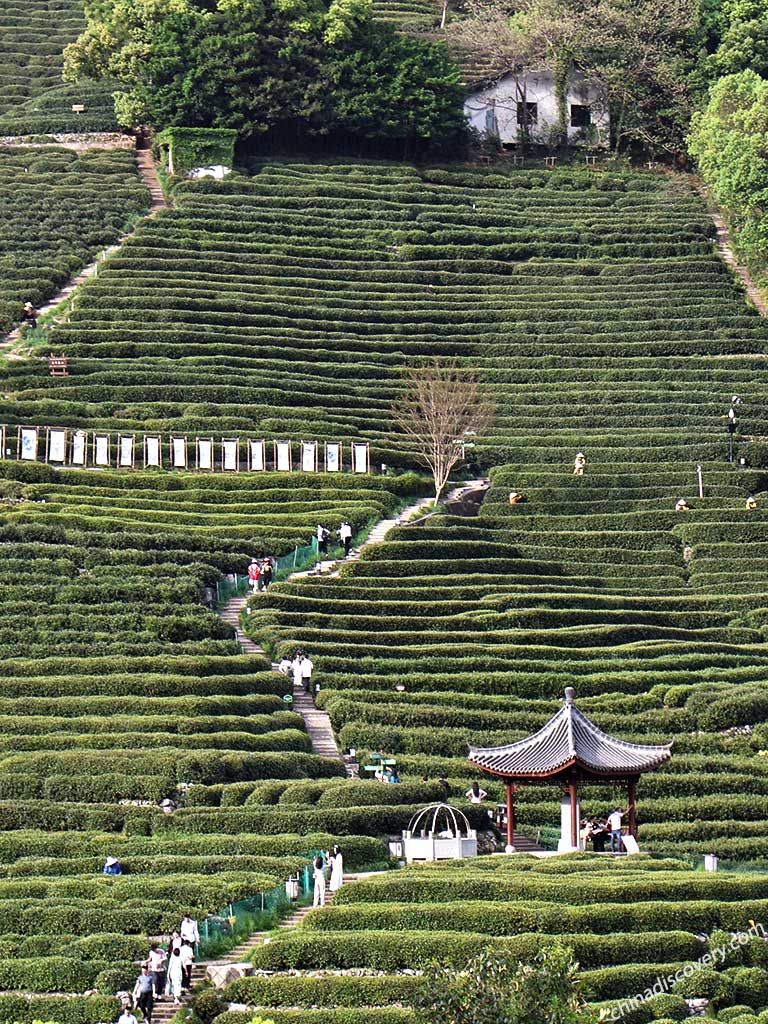 Longjing Tea Plantations