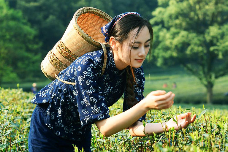 Longjing Tea - Tea Plucking