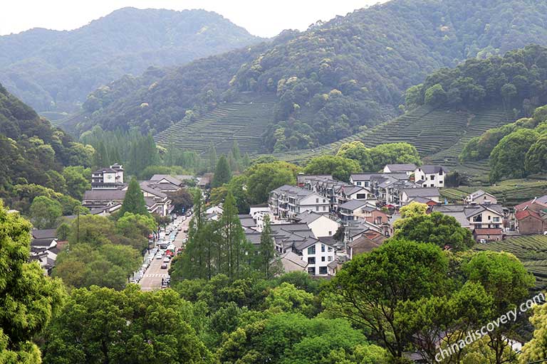 Longjing Tea - Meijiawu