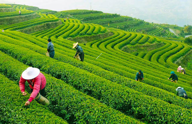 Longjing Tea Plantations