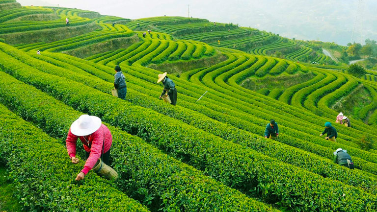 Pluckers in the Picturesque Longjing Tea Field Longjing Tea - Pluck Tea