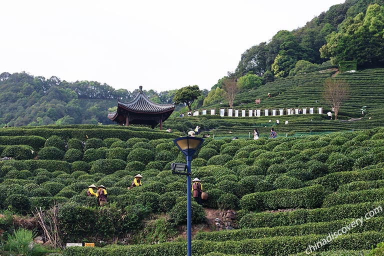 Longjing Tea Plantations - Taste Longjing Tea