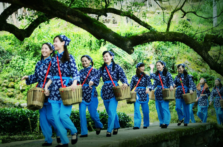 Longjing Tea Pluckers in Longjing Village