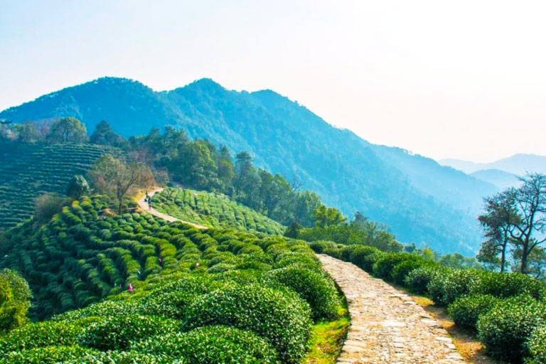 Longjing Tea - Taste Longjing Tea