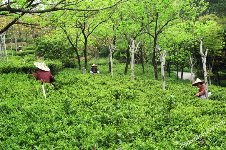 Longjing Tea Plantations