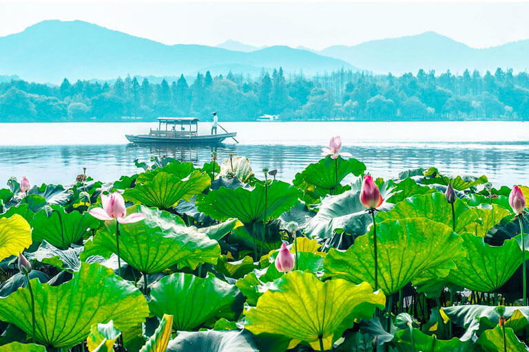 Breeze-ruffled Lotus at Quyuan Garden