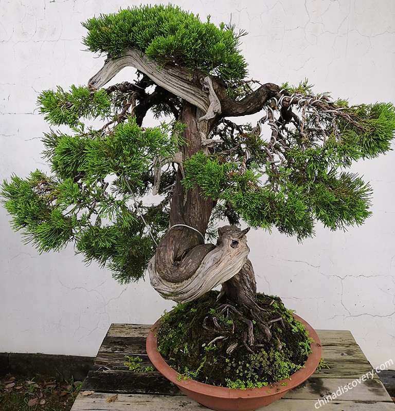 Huizhou Bonsai